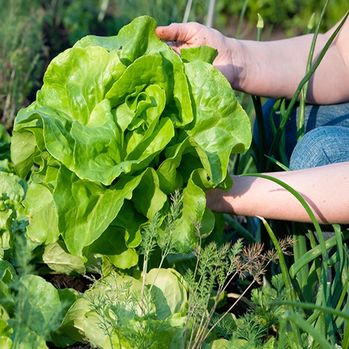 #CÁTEDRAAVÍCOLA |¿Qué impacto tuvo y tiene la Pandemia en la producción agroalimentaria? // Francisco Contardo (Dir. de ComunicAgro)