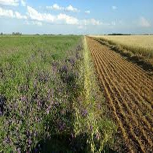 #CÁTEDRAAVÍCOLA | Con el fin de impulsar la agricultura sustentable se creó RedES // Tomás Coyos (Gte. programa Sistema Chacras)