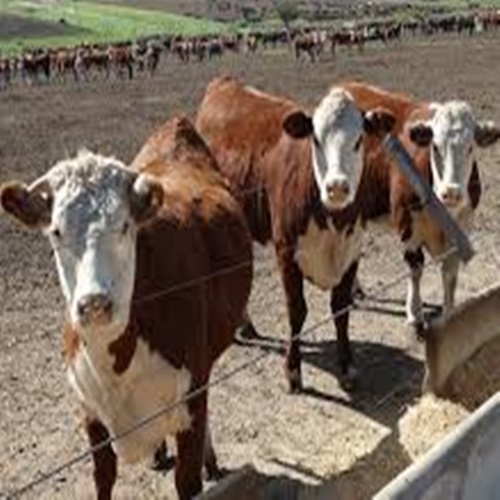 #CÁTEDRAAVÍCOLA | Complejo respiratorio Bovino en la producción de corral // Alejandro Cayetano Casella (Médico Veterinario)