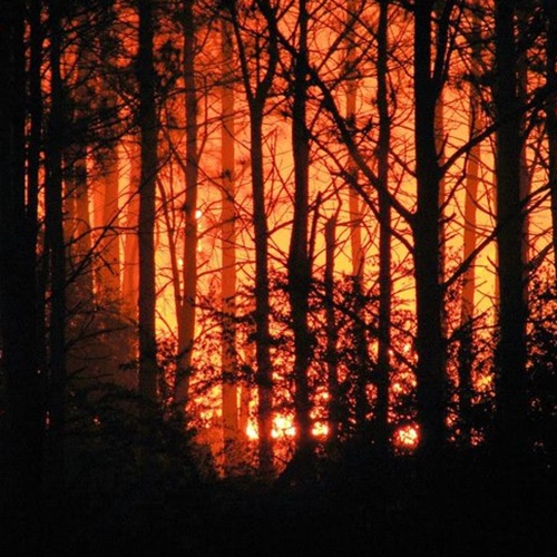 #CÁTEDRAAVÍCOLA | Incendios en Pcia. de Córdoba // Entrevista con Juan Cruz Molina (Instituto Nac. Tec. Agropecuaria - Córdoba)