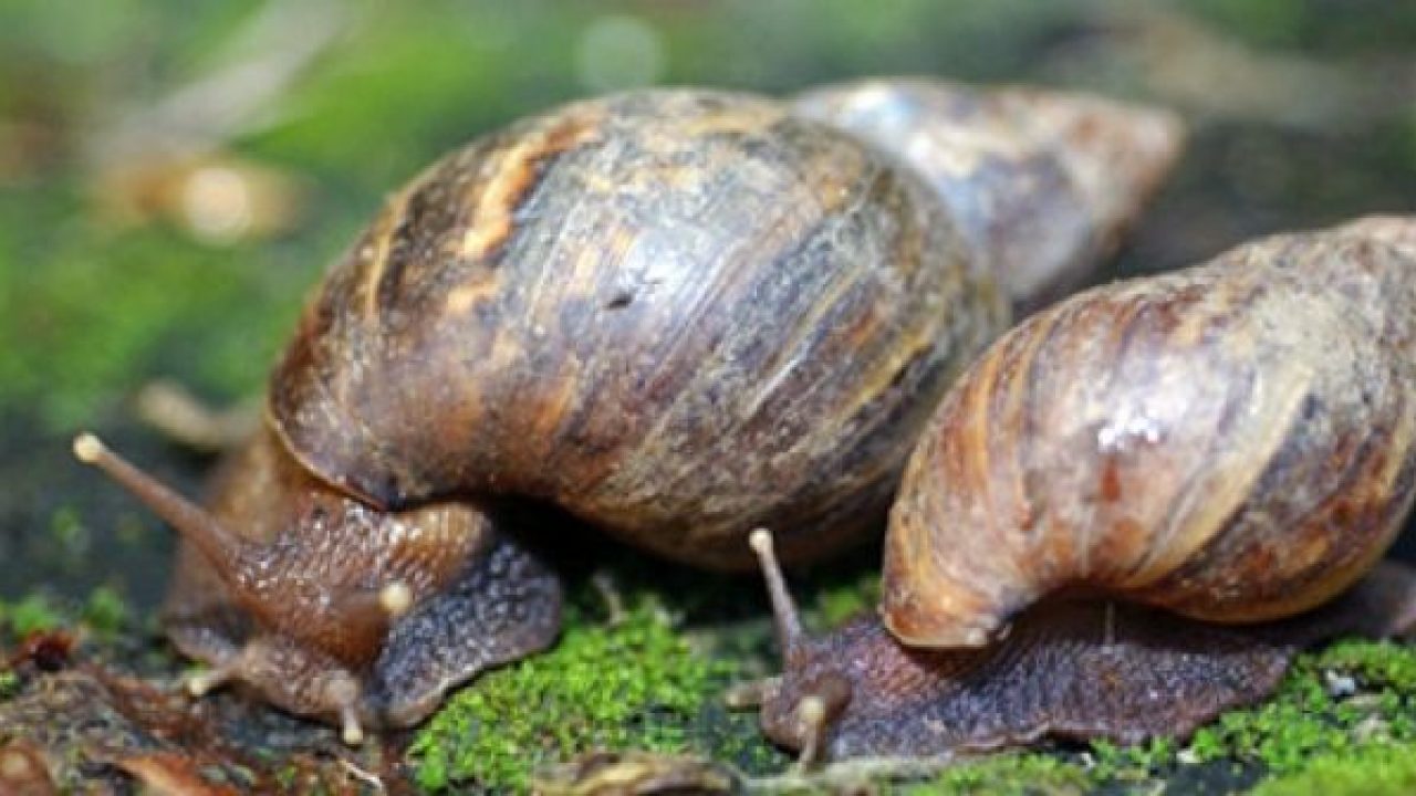 Los caracoles gigantes han invadido Brasil 1280x720